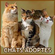 Chats adoptes
