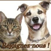 chien-chat.jpg