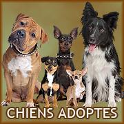 Chiens adoptes