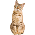 Chat 1