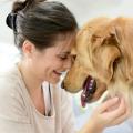 Adoption chien