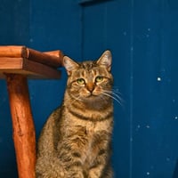 Aika 1