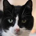Arthur, mâle, né le 15/03/2016