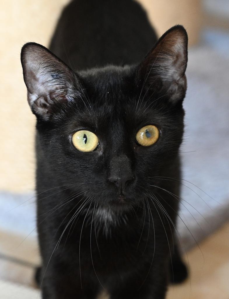 Bella