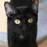 Bella