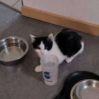 Bibi