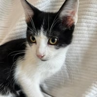 Chatons 071026 1