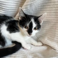 Chatons 071026 10