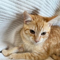 Chatons 071026 11