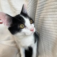 Chatons 071026 14