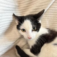 Chatons 071026 2