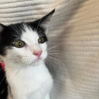 Chatons 071026 8