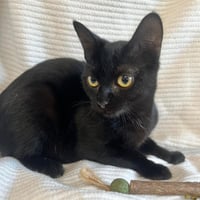 Chatons 071026 9
