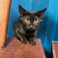 Chatons 2 3108261