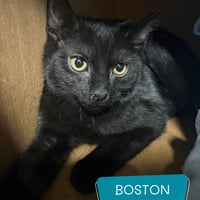 Chatons 2 3108264