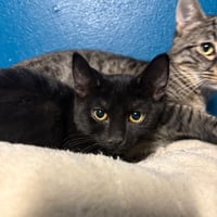Chatons 2 3108265
