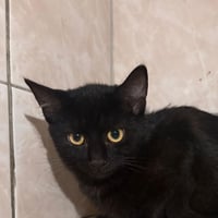 Chatons 2 3108266