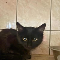 Chatons 2 3108267
