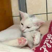 Chatons 310826 2