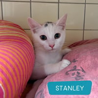 Chatons 310826 3