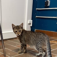 Chatons 310826 4
