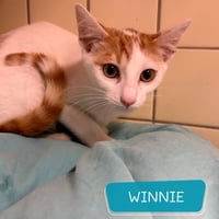 Chatons 310826 5