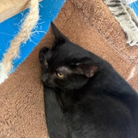 Chatons 310826 6