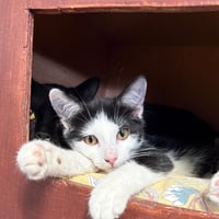Chatons 310826 7