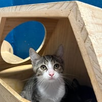 Chatons 310826 8