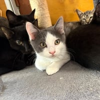 Chatons 310826 9