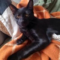 Dobby 221024 1 