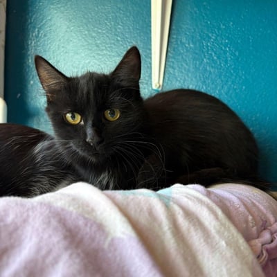 Kedi