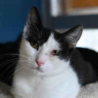 Macchiato