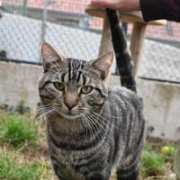 Moscato 171026 1