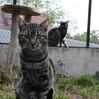 Moscato 171026 4