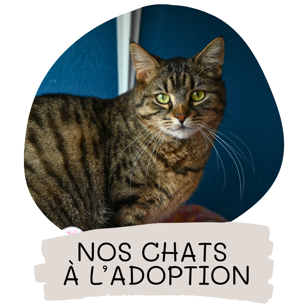 Nos chats a l adoption 1