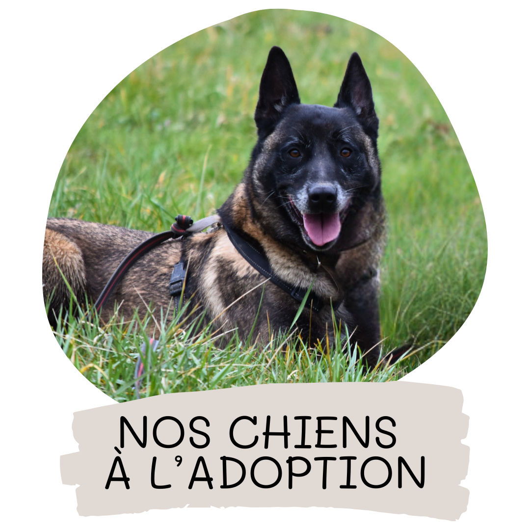 Nos chiens a l adoption 2