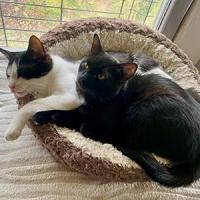 Paxie frankie 070425 3 