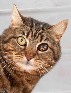 Poupee, femelle, née le 01/01/2015