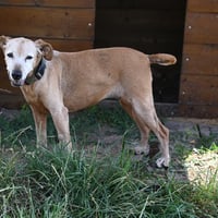 R gipsy 030826 1
