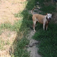 R gipsy 030826 3