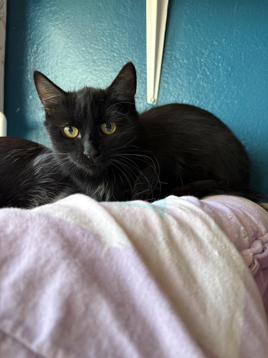 R kedi 241026 1