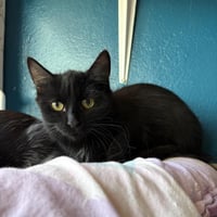 R kedi 241026 1