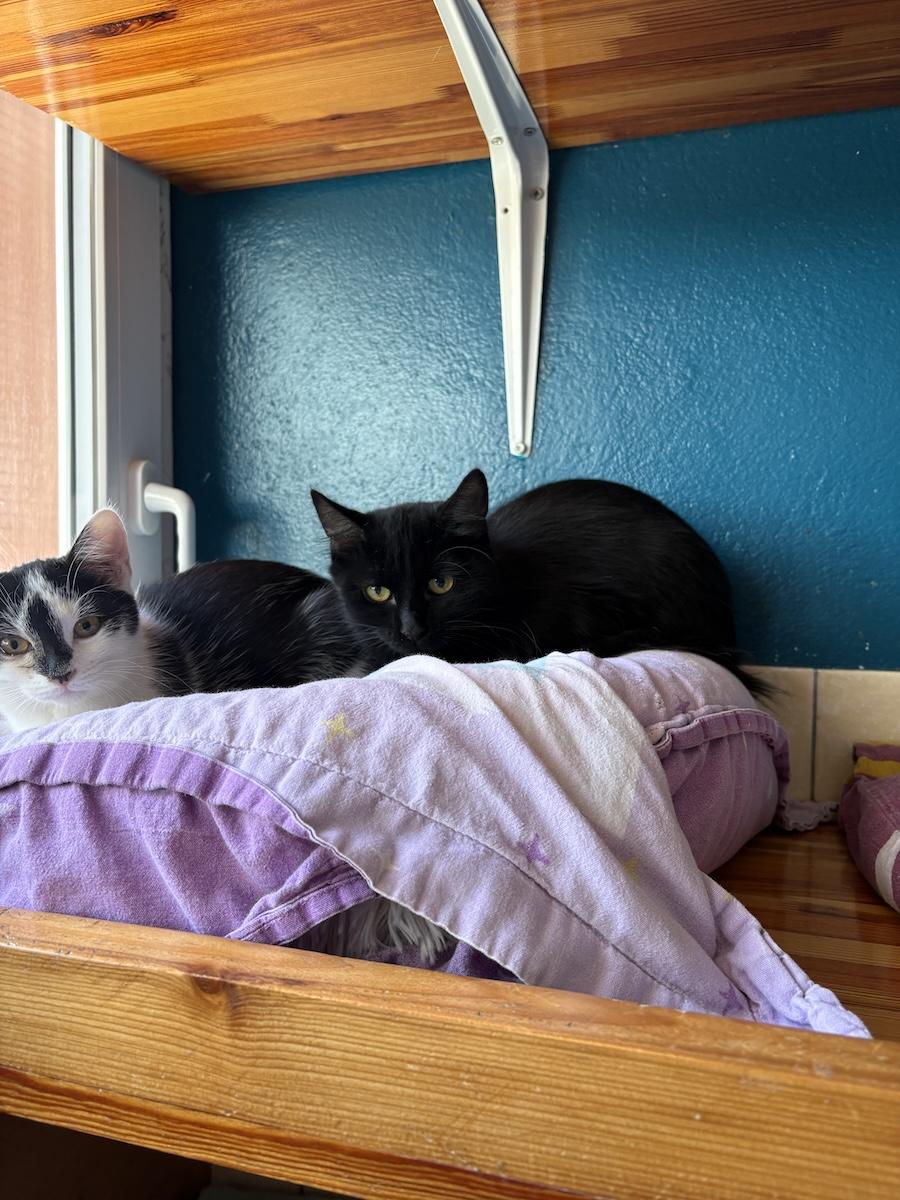 R kedi 241026 2