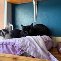 R kedi 241026 2
