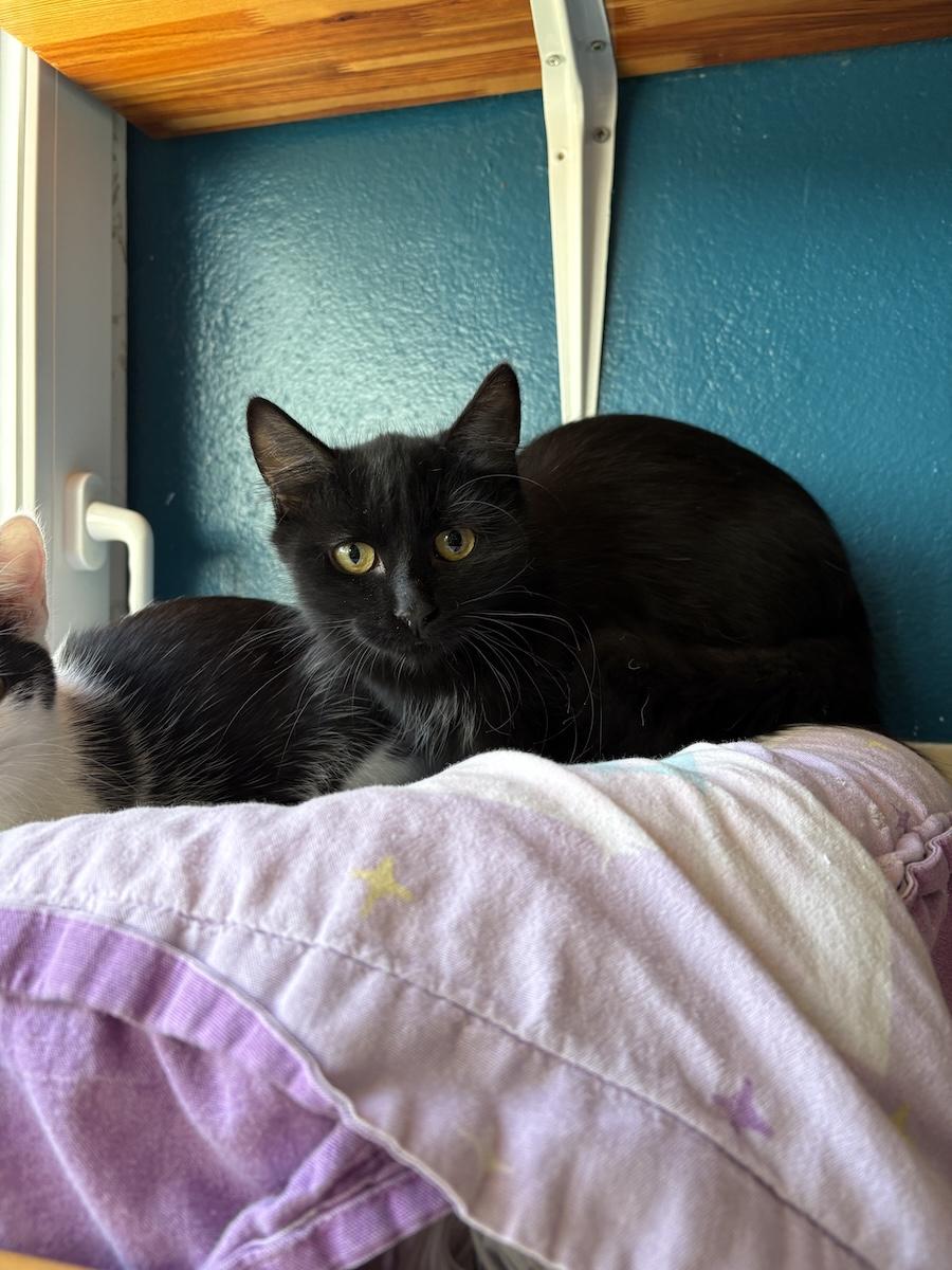 R kedi 241026 3