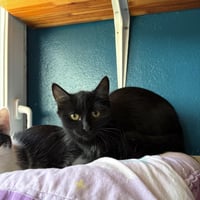 R kedi 241026 3