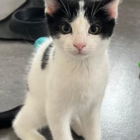 R kiwi 010926 10