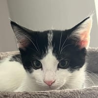 R kiwi 010926 11