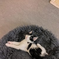 R kiwi 010926 5